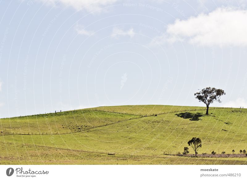 Wallpaper? Landschaft Pflanze Himmel Wolken Baum Gras Wiese Feld Hügel hell Australien grün hell-blau Farbfoto Gedeckte Farben Außenaufnahme Menschenleer