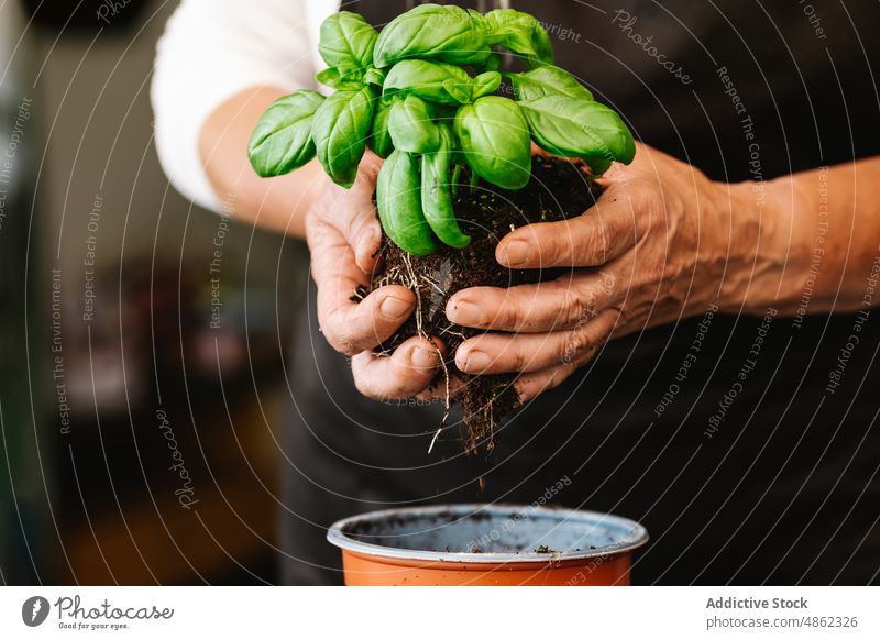 Unbekannte Person hält grüne Pflanze mit Wurzeln Transplantation Basilikum Gärtner kultivieren Gartenbau Pflege wachsen botanisch Raum Flora geblümt vegetieren