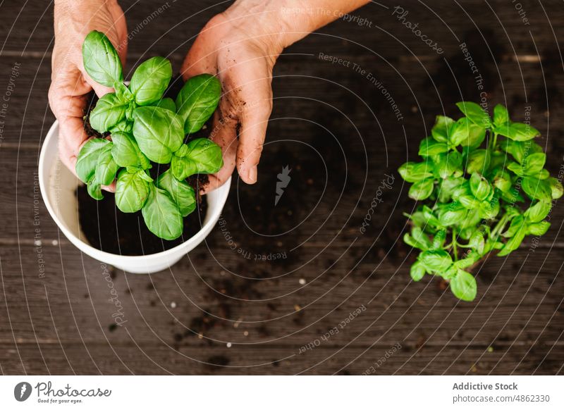 Anonyme Person pflanzt Basilikum in einen Blumentopf Transplantation Pflanze Neuanlage Gärtner kultivieren Boden botanisch Kraut grün Gartenbau Pflege wachsen