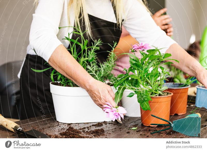 Unbekannte Frau pflanzt Blumen am Tisch Transplantation Pflanze Gärtner kultivieren Gartenbau Pflege wachsen Blumentopf botanisch eingetopft Neuanlage Raum