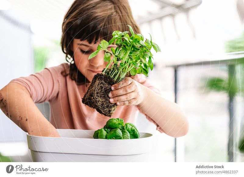 Fokussiertes Mädchen verpflanzt grüne Pflanze Kind Transplantation Blumentopf Basilikum konzentriert kultivieren Balkon wachsen Wurzel Pflege botanisch