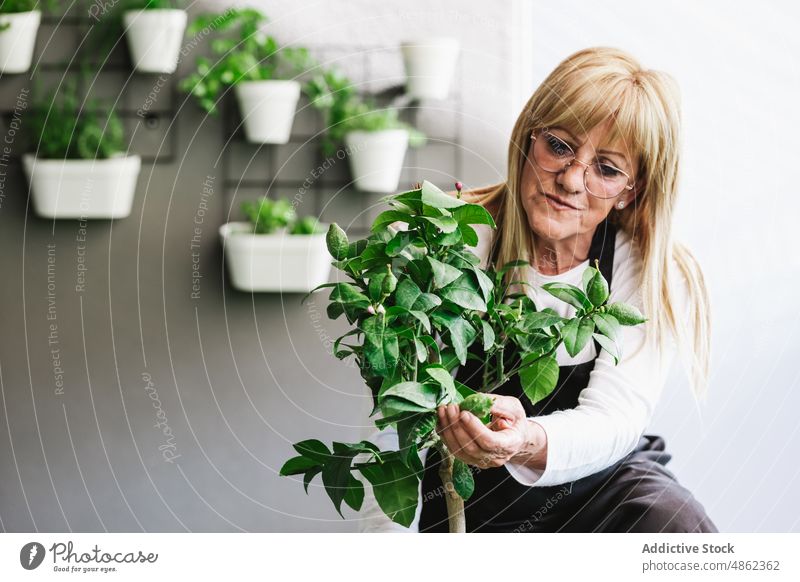 Frau begutachtet grüne Topfpflanze im Zimmer Pflanze untersuchen prüfen Gärtner Ficus Blatt botanisch Pflege kultivieren Gartenbau wachsen Raum Flora geblümt