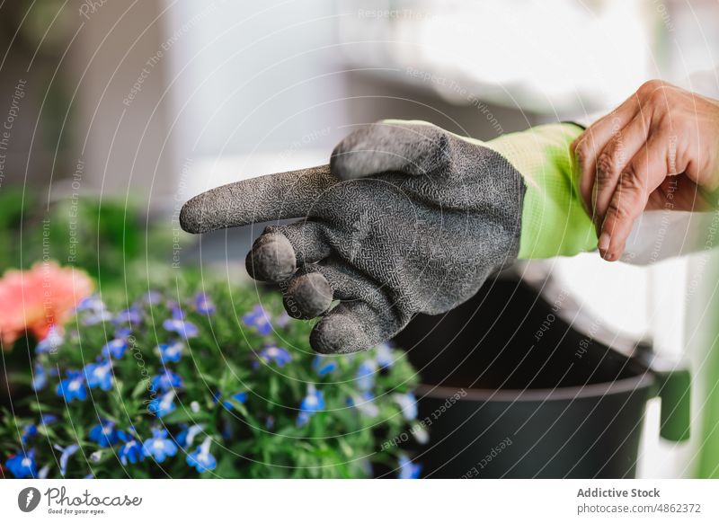 Unbekannte Person zieht Schutzhandschuh an Handschuh behüten Gärtner Blume Pflanze angezogen geblümt kultivieren Gartenbau vorbereiten Licht botanisch Raum