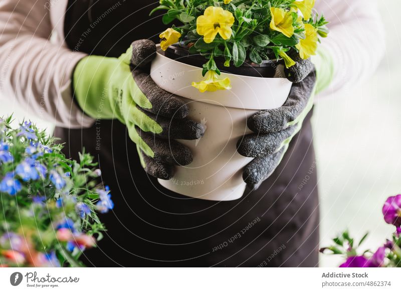 Anonyme Frau mit Topfblumen Blume Pflanze Gärtner Blütezeit gelb kultivieren Gartenbau Pflege wachsen verschiedene farbenfroh geblümt botanisch eingetopft Raum