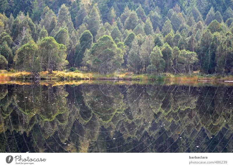 Spiegelungen | Blindensee Landschaft Erde Wasser Herbst Baum Wald Seeufer dunkel frisch viele wild grün Stimmung ruhig Einsamkeit ästhetisch Erholung Farbe