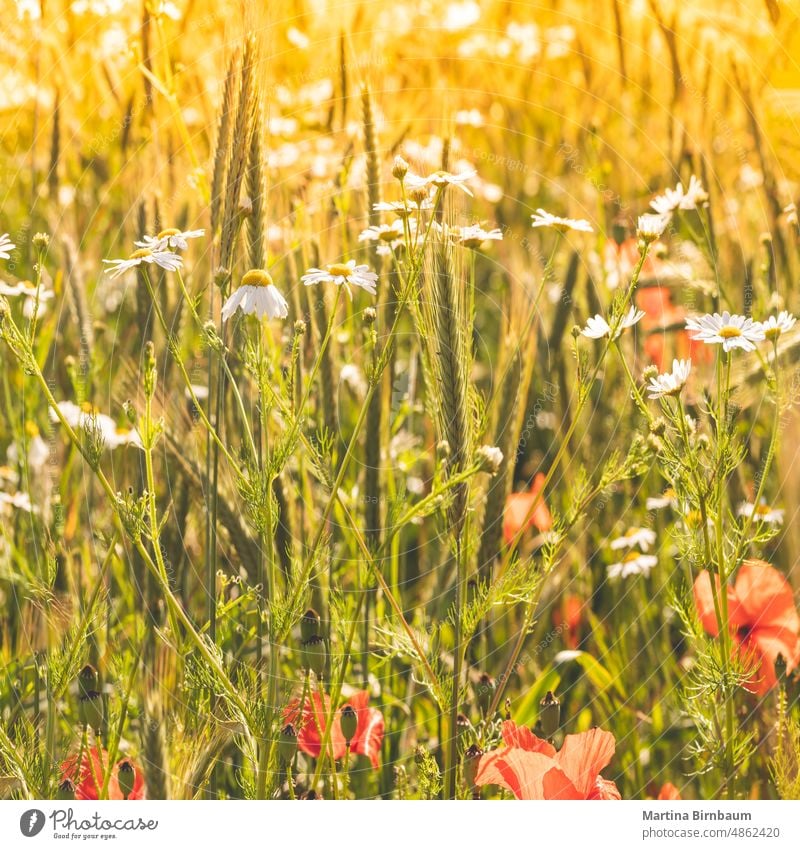 Biologischer Weizenanbau mit Mohn und Gänseblümchen in der Sommersonne Bodenbearbeitung organisch Ackerbau Weizenfeld weiß Frühling Saison rot Pflanze