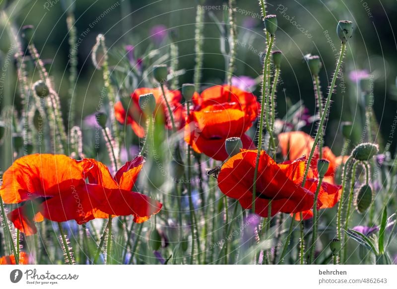 poppy Mohnblüte Mohnblume Natur Duft Blüte Wiese Blatt leuchtend Unschärfe mohnblumen Schönes Wetter Gräser Feld Farbfoto prächtig Sonnenlicht blühen Landschaft