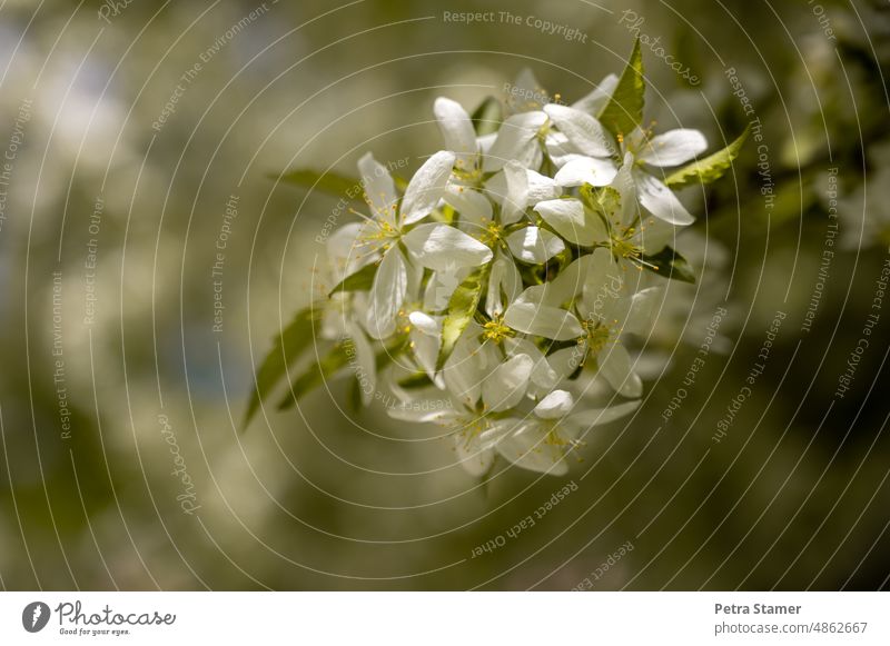weiße Baumblüten grün Blüte Frühling Blühend Pflanze Natur schön natürlich Menschenleer Schwache Tiefenschärfe