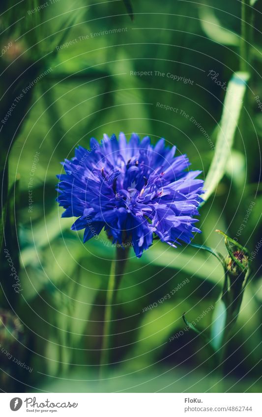 Nahaufnahme einer blauen Kornblume Pflanze Blume Sommer Natur Außenaufnahme grün Blüte Farbfoto Feld Wiese Menschenleer Umwelt Wildpflanze Tag Blühend Wachstum