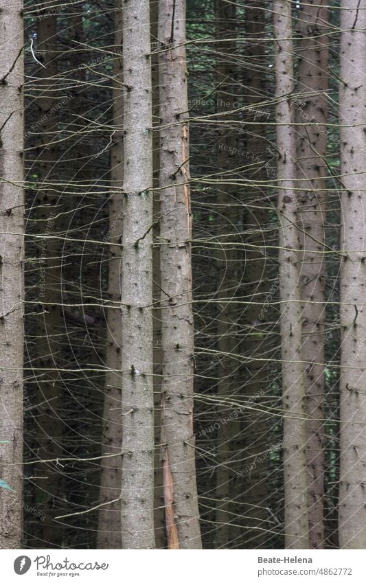 Abgestorbene Bäume im Schwarzwald Waldsterben Klimakrise Klimawandel Forstwirtschaft Naturkrise Totholz Zerstörung Sterben Baumstamm Nadelbaum