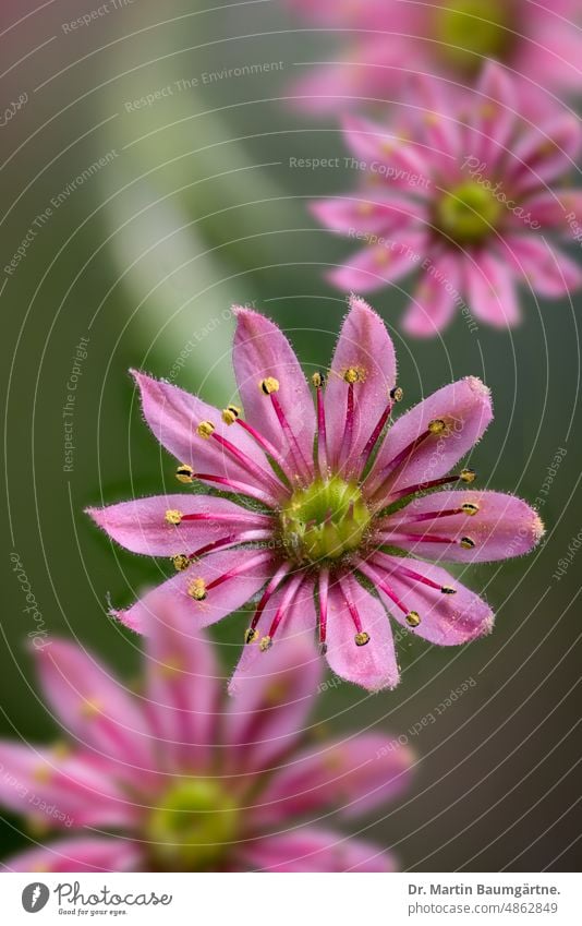 Blüten von Sempervivum arachnoideum aus Kärnten Spinnwebhauswurz Hauswurz blühen rosa Pflanze Blume Sukkulente alpin Crassulaceae Dickblattgewächse Staude