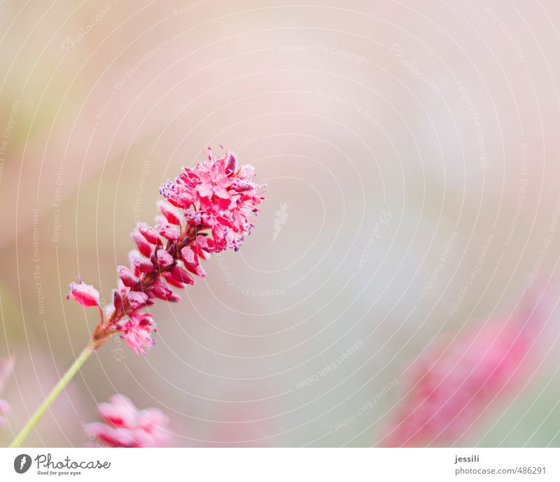 pink lavendel Pflanze Wassertropfen Herbst Nebel Blume Blüte Park Blühend leuchten Wachstum Fröhlichkeit schön rosa Ehrlichkeit Farbe Inspiration Lavendel Tau