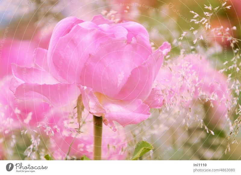 Rose mit zarten Grasblüten Pflanze Blume Rosenblüte Duft rosa Gräser Gräserblüte Schönheit Poesie dufftig leicht filligran