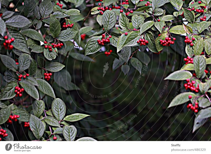 Beerenvorhang im September rote Beeren dunkelgrüne Blätter Beerensträucher Wildpflanze Vorhang Rahmen dekorativ Herbstbeginn einrahmen eingerahmt umrahmt