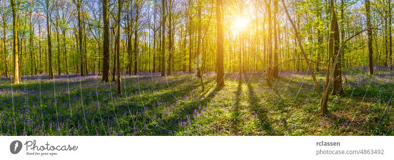 Stiller Hallerbos-Wald im Frühling mit schönem hellen Sonnenstrahlen-Panorama Natur entdecken Landschaft Buchsbaum Abenteuer Freiheit Sonnenlicht Baum Baumstamm