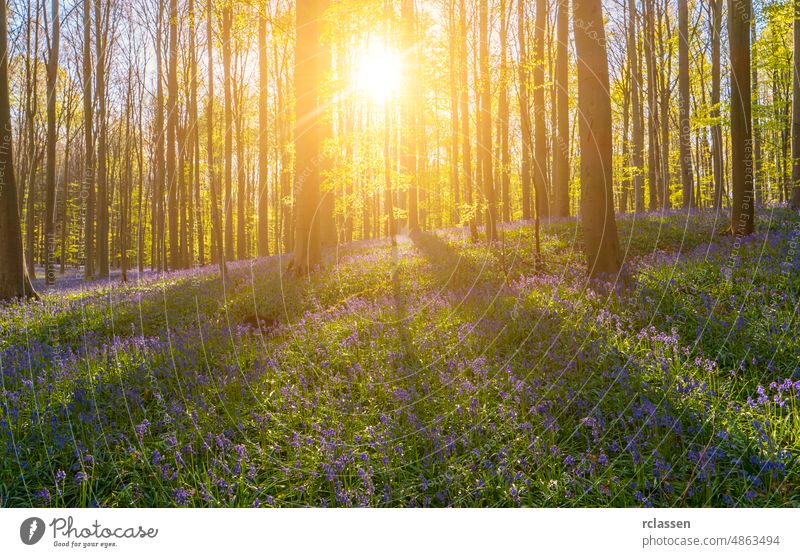 Lichtstrahlen bei Sonnenuntergang im Blauglockenblütenwald Wald Natur entdecken Landschaft Frühling Buchsbaum Abenteuer Freiheit Sonnenlicht Baum Baumstamm