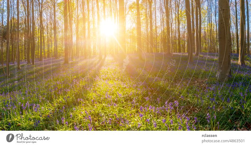Hallerbos Wald-Panorama Natur entdecken Landschaft Frühling Buchsbaum Sonne Abenteuer Freiheit Sonnenlicht Baum Baumstamm Sommer Wanderer Glockenblume Blume