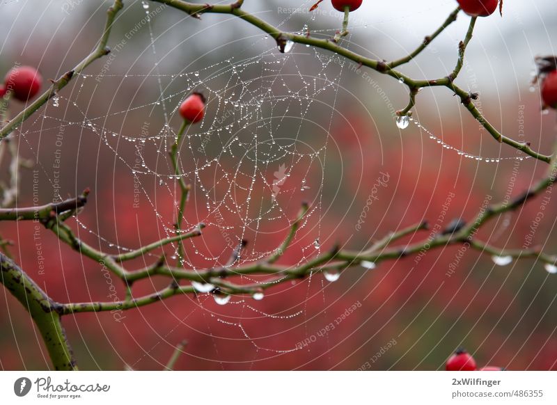 Spinnennetz im Herbst nach dem Regen Güterverkehr & Logistik Telekommunikation Kunst Umwelt Natur Landschaft Pflanze Tier Wasser Wassertropfen Wetter