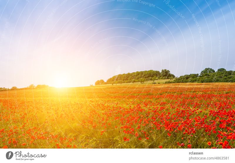 Landschaft mit schönem Sonnenuntergang über Mohnfeld Morgen Blütezeit Park sonnig Ackerbau Hintergrund Überstrahlung blau Nahaufnahme farbenfroh Tag Design