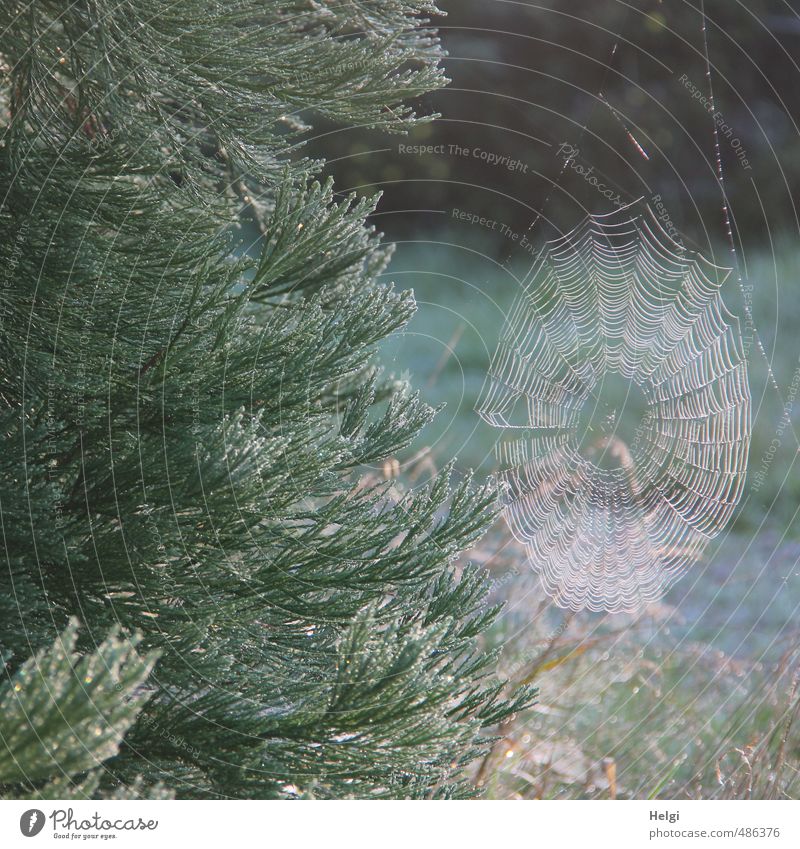 Netzwerk... Umwelt Natur Pflanze Herbst Schönes Wetter Sträucher Grünpflanze Park Spinngewebe Spinnennetz leuchten Wachstum ästhetisch authentisch einfach
