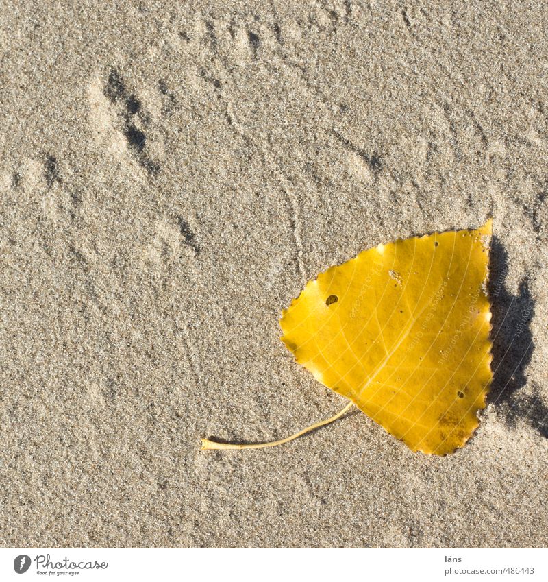 Herbst am Strand Natur Sand Schönes Wetter Blatt Flussufer dehydrieren trocken gelb gold Birkenblätter Spuren liegen Wandel & Veränderung herzlich Farbfoto