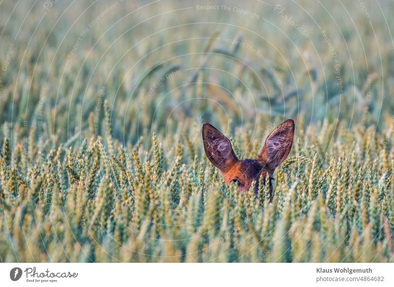 Ricke äst im Weizenfeld, nur die Ohren schauen heraus Reh Weizenähre Feld Acker Jagd Lauscher Wildtier wildlife äsen Fell Fellfarbe Sommer Morgenstimmung