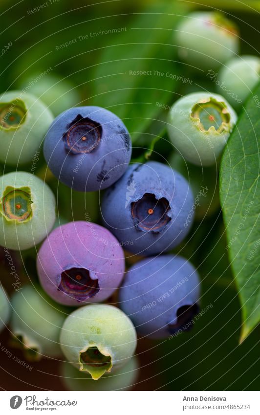 Frische Bio-Heidelbeeren im Garten Blaubeeren Beeren blau grün frisch Frucht Buchse Natur Pflanze reif Lebensmittel Sommer organisch Ernte Strauch Ast