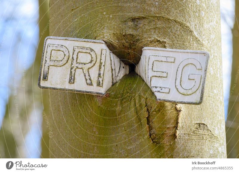 eingewachsenes Privatweg-Schild in einen Baum Natur Vergänglichkeit grün Außenaufnahme deutsch Begrenzung Schilder & Markierungen seltsam einzigartig kurios