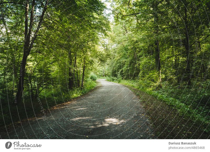 Ein Feldweg durch einen stimmungsvollen Wald Straße Baum Natur Holz Fußweg Blatt im Freien Stimmung Landschaft Schmutz Waldgebiet dunkel Umwelt Mysterium