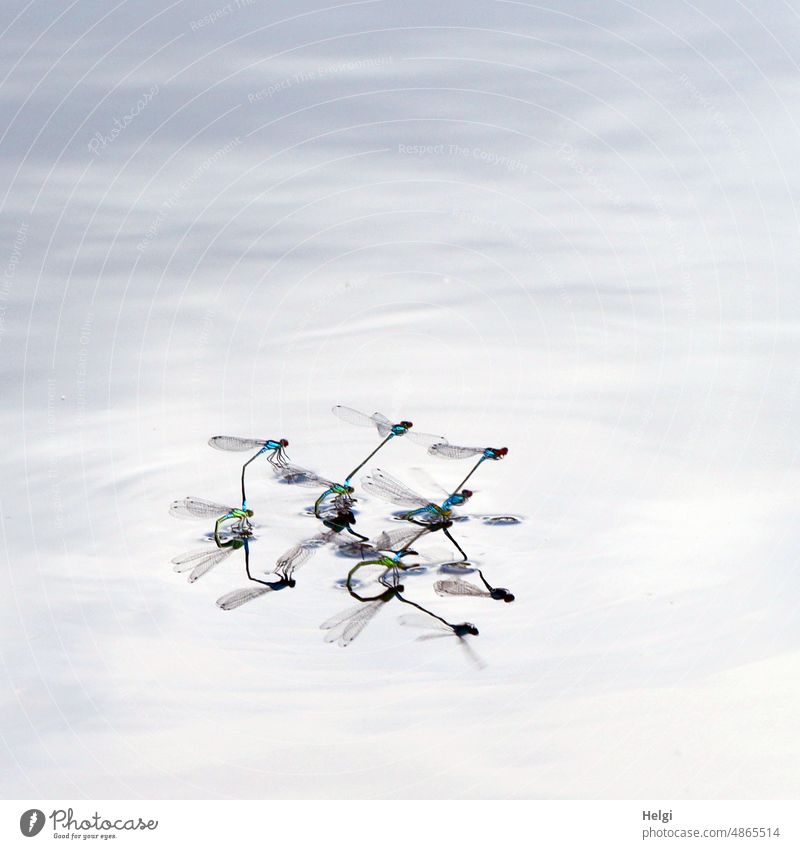 3000 | Swingerclub im Gartenteich - Synchron-Eiablage der Libellen in Tandemstellung mit Spiegelung Kleinlibelle Schlanklibelle Azurjungfer Paarung Wasser Teich