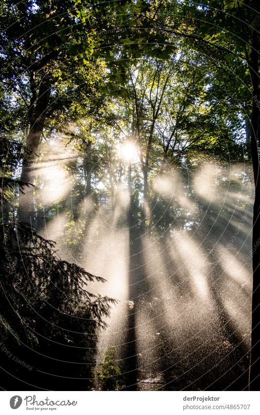 Gegenlichtaufnahme bei Sonnenaufgang und künstlichem Regen/Bewässerung. Das ist die Klimakrise! XIII Tourismus Spaziergang Baum Akzeptanz Naturwunder Kreuzberg