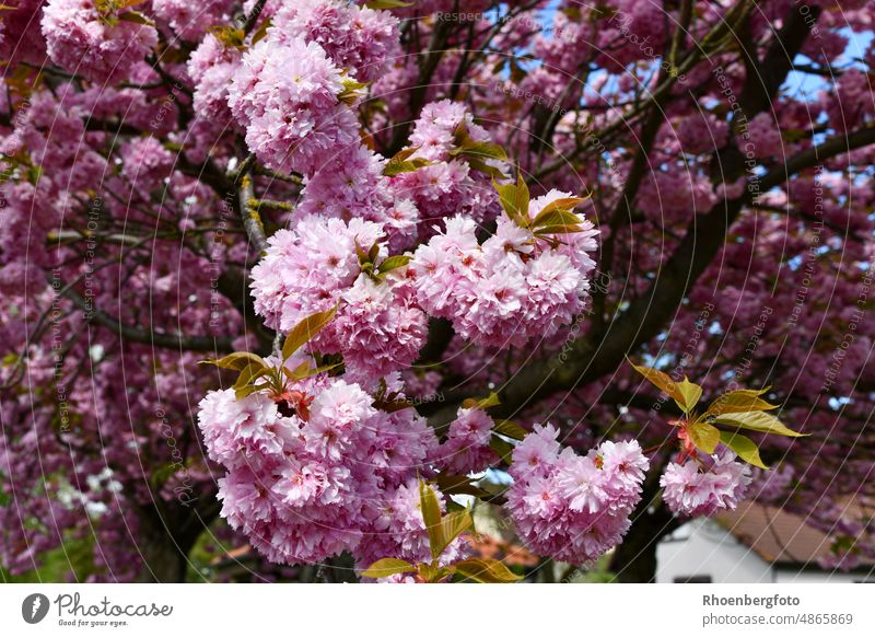 Japanische Blütenkirsche, verzaubert uns mit einem rosaroten Blütentraum! japanisch blütenkirsche zierbaum park allee traumhaft frühling frühjahr mai garten