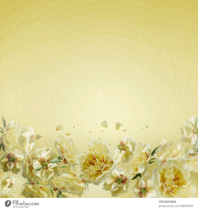 Pastellfarbener Blumenrahmen mit schönen Pfingstrosenblüten und fliegenden Blütenblättern auf gelbem Hintergrund. geblümt Rahmen lieblich Blütezeit