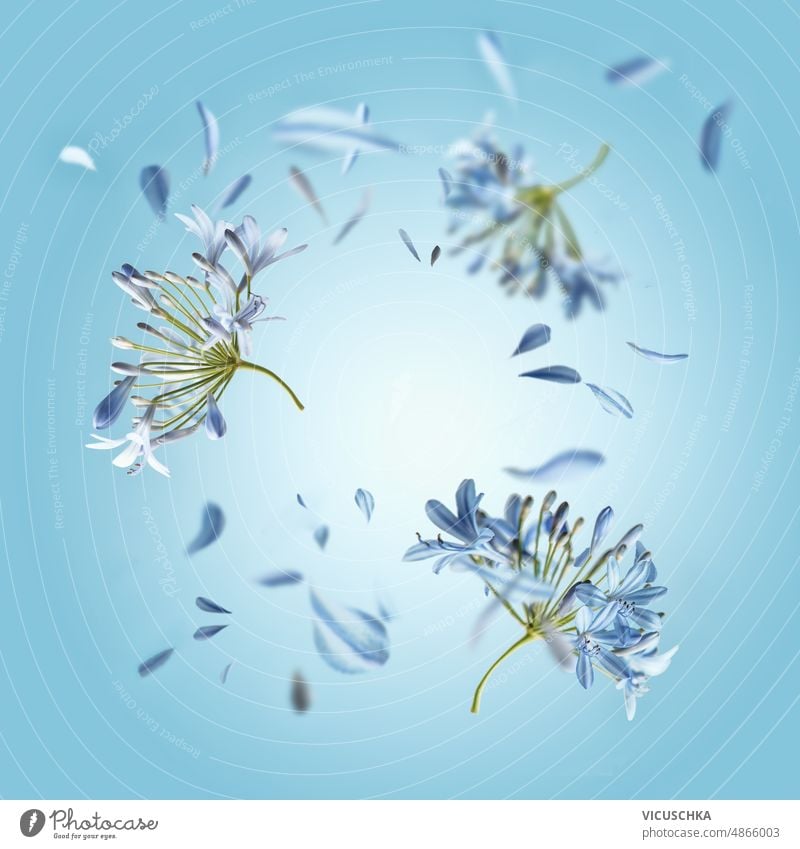 Floraler Rahmen mit fliegenden Blumen und Blütenblättern auf blauem Hintergrund. geblümt Frühling Sommer Levitation Vorderansicht schön Schönheit Einfluss