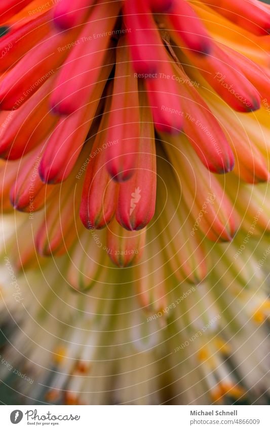 Fackellilie (Kniphofia), auch Raketenblume genannt orange orange-rot farbig bunt Garten Gartenblumen gelb grün Natur Blüte Farbfoto Pflanze Sommer schön