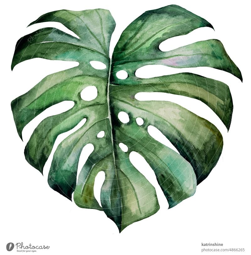 Grünes Aquarell monstera tropischen Blatt Illustration isoliert botanisch Dekoration & Verzierung exotisch Laubwerk handgezeichnet vereinzelt Ornament Sommer