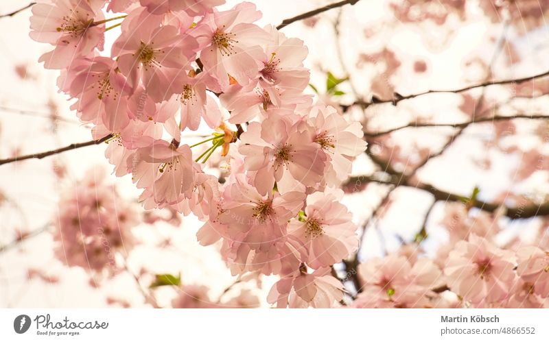 Kirschblüten im Britzer Garten in Berlin. Im Frühling sehen diese schönen Baum Saison Japanisch Kirschbaum Natur rosa Flora Kirsche Blume weiß loslassen blau
