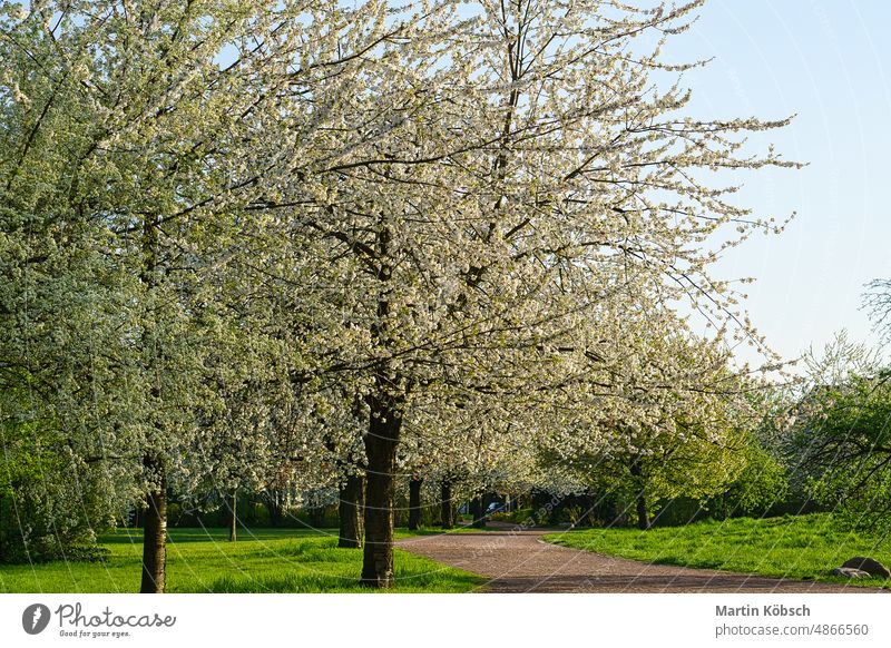 Kirschblüten in Berlin. Im Frühling blühen die Kirschbäume in voller Pracht. Baum Saison Japanisch Kirschbaum Natur rosa Flora Kirsche Blume weiß loslassen blau