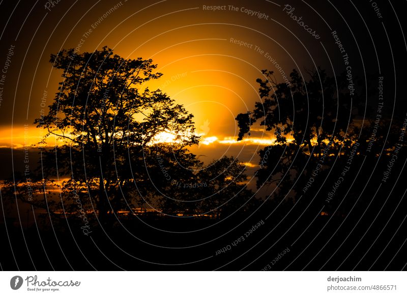 Sonnenaufgang  hinter den Bäumen. Baum Natur Außenaufnahme Landschaft Farbfoto Menschenleer Umwelt Lichterscheinung Kontrast ruhig Schönes Wetter Morgen Himmel