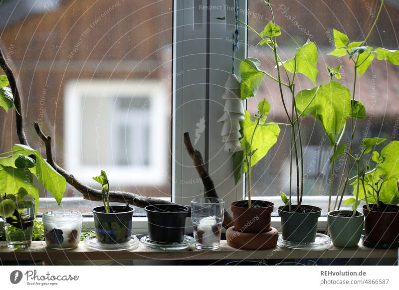 Bohnen auf der Fensterbank Wachstum Fensterbrett Topfpflanze grün Blumentopf Pflanze Menschenleer Grünpflanze Dekoration & Verzierung Wohnung Häusliches Leben