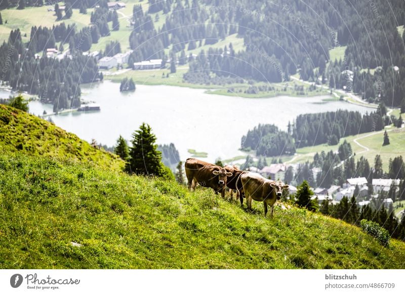 Kühe auf der Alp im Sommer in den CH Bergen grün Wiesen landschaftsfotografie Wandertag Schönes Wetter Umwelt lenzerheide landscape Wanderausflug suisa