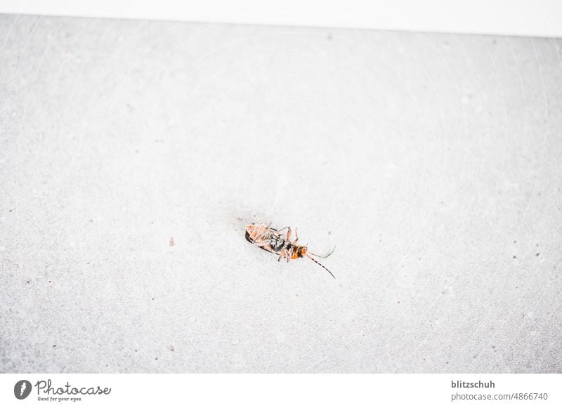 Käfer auf dem Rücken Tier Nahaufnahme krabbeln Schwache Tiefenschärfe Insekt Natur Makroaufnahme