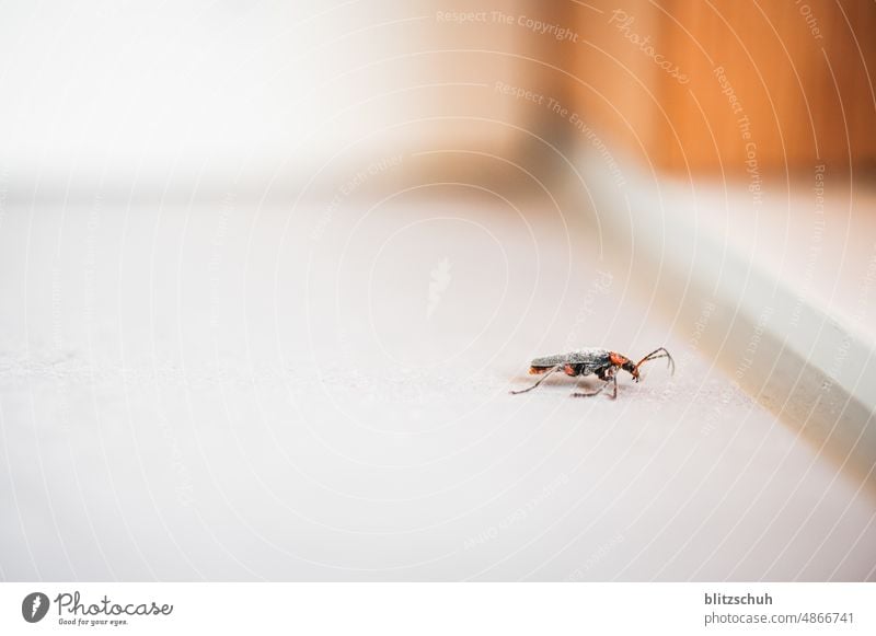 Käfer im Haus Makroaufnahme Natur Insekt Schwache Tiefenschärfe krabbeln Nahaufnahme Tier