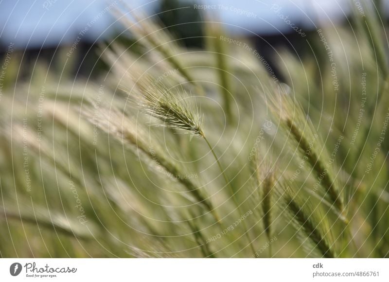 Getreide | Sommer, Sonne & Wind | Reifezeit. Getreidehalme grün beige gelb golden Korn Ernährung Lebensmittel Acker Anbau Landwirtschaft Nahrung Boden