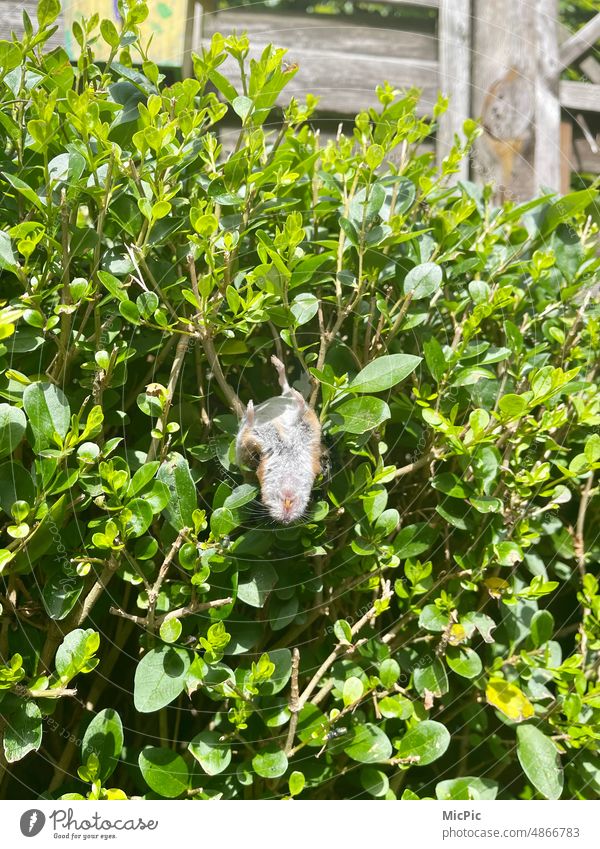 Tod im Gartenzaun - Mausetot - tote Maus in der Hecke - Beute verloren oder Hitzetod? gestorben zu warm Sonnenbad hecke fressen und gefressen werden Natur grün
