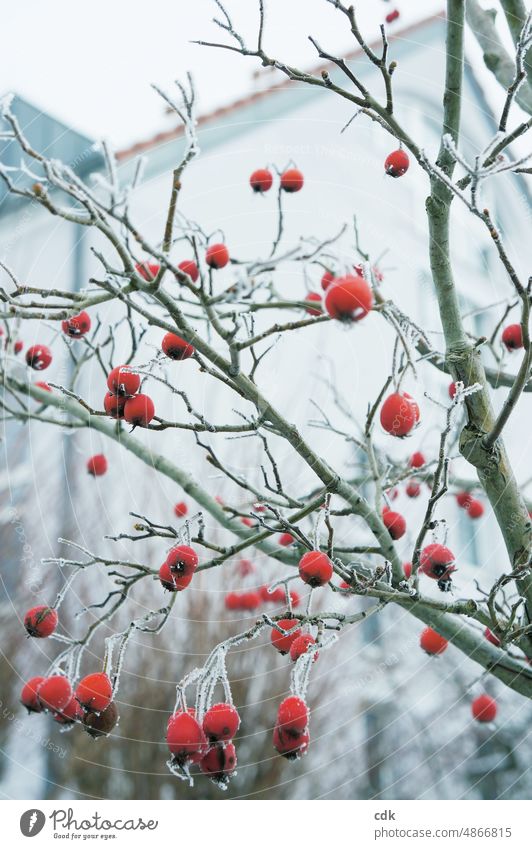 rote Beeren hängen am Baum | Winter in der Stadt | eiskalt & frostig. Frost eisig Haus Gebäude Zweig Ast Nahaufnahme Kälte Anzahl viele rote Punkte natürlich