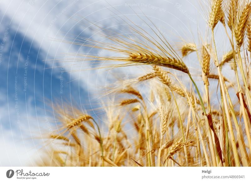 reife Gerste aus der Froschperspektive vor blauem Himmel mit  Wolken Korn Kornfeld Getreide Ähren Landwirtschaft Getreidefeld Feld Sommer Ackerbau Nutzpflanze