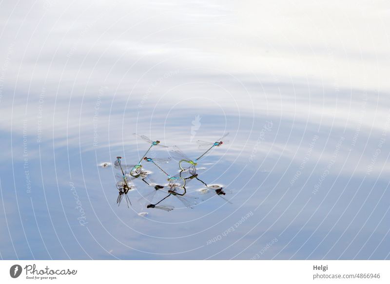 Libellen in Tandemstellung mit Spiegelung im Gartenteich Kleinlibelle Schlanklibelle Azurjungfer Paarung Eiablage Wasser Teich Sommer viele Tier Insekt Natur