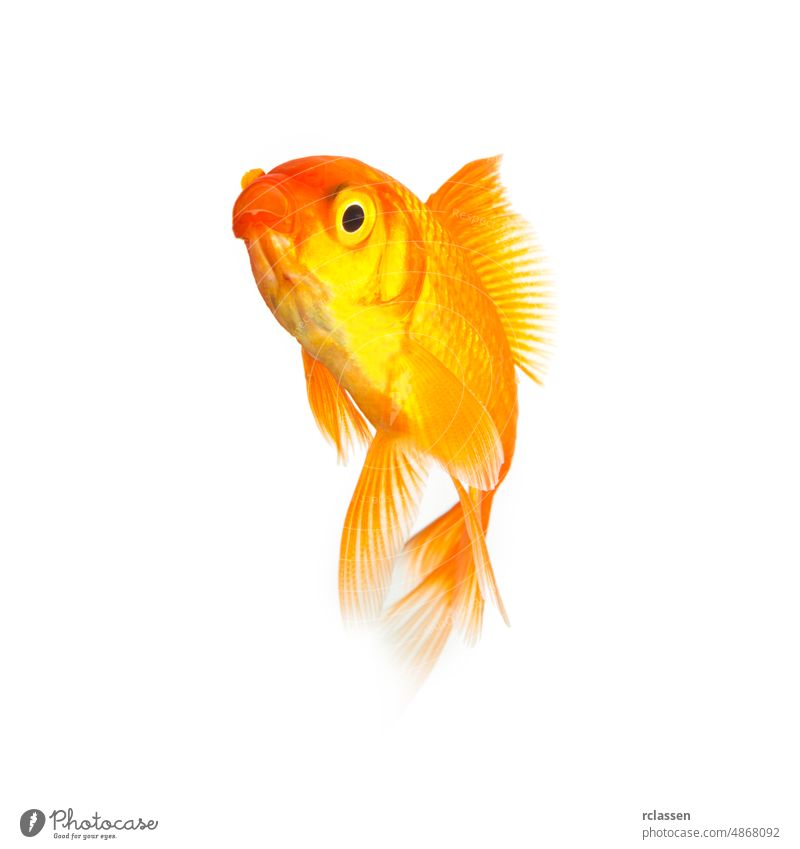 Goldfisch isoliert auf weißem Hintergrund Tier Wasser Fisch Bewegung Viecher Reinheit gold schwimmen unter Wasser Haustier Karpfen tropisch Wirbeltier orange