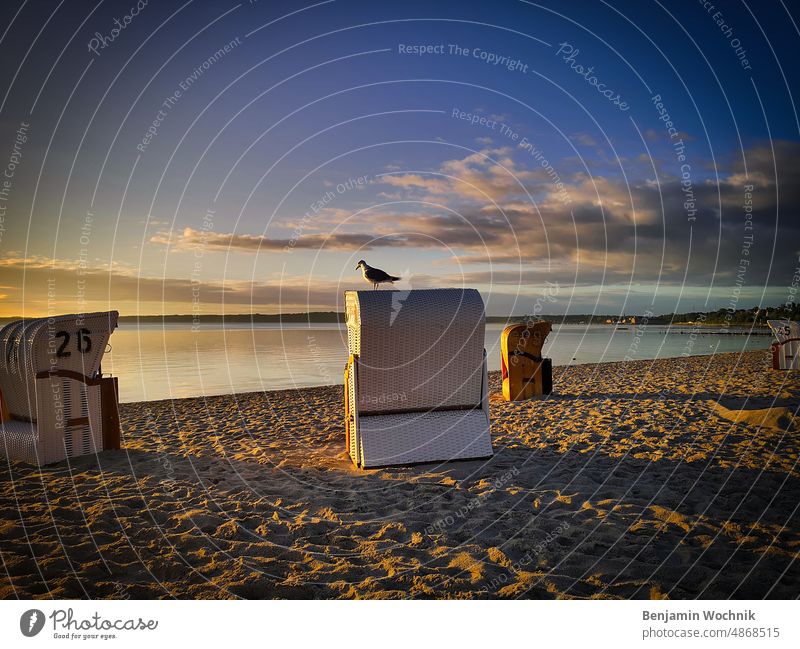 Möwe auf einem Strandkorb sitzend am Strand von Eckernförde Morgen Sand Sonnenaufgang Wolken Ostsee eckernförde einfaches Wasser